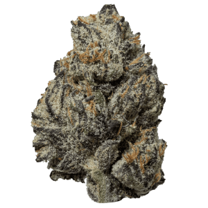 Close-up of a premium Black Truffle cannabis flower featuring dense purple buds, bright orange pistils, and a heavy coating of frosty trichomes.