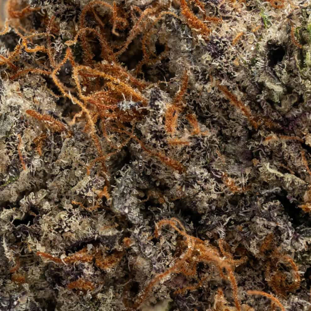 PURE BOTANICA Gary Payton | Premium Cannabisblüte mit dichter Trichombeschichtung Detailreiche Makroaufnahme der Premium-Cannabisblüte Gary Payton von PURE BOTANICA mit dichter Trichombeschichtung, kompakter Blütenstruktur und leuchtend orangefarbenen Blütenstempeln vor hellem Hintergrund. Das Bild unterstreicht die hochwertige Qualität und das luxuriöse Erscheinungsbild der Premium-Cannabisblüte.