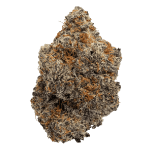 Detailreiche Makroaufnahme der Premium-Cannabisblüte Gary Payton von PURE BOTANICA mit dichter Trichombeschichtung, kompakter Blütenstruktur und leuchtend orangefarbenen Blütenstempeln vor hellem Hintergrund. Das Bild unterstreicht die hochwertige Qualität und das luxuriöse Erscheinungsbild der Premium-Cannabisblüte.