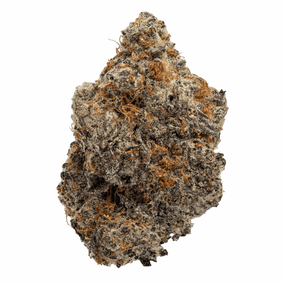 PURE BOTANICA Gary Payton | Premium Cannabisblüte mit dichter Trichombeschichtung Detailreiche Makroaufnahme der Premium-Cannabisblüte Gary Payton von PURE BOTANICA mit dichter Trichombeschichtung, kompakter Blütenstruktur und leuchtend orangefarbenen Blütenstempeln vor hellem Hintergrund. Das Bild unterstreicht die hochwertige Qualität und das luxuriöse Erscheinungsbild der Premium-Cannabisblüte.
