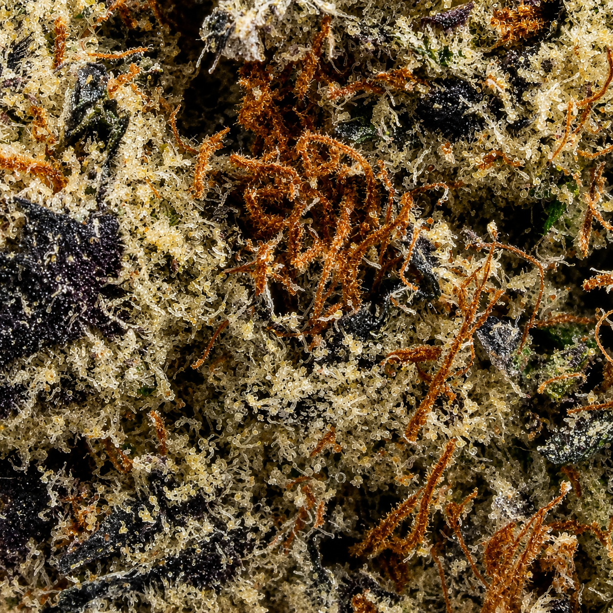 PURE BOTANICA Premium Cannabisblüte | Frostige THC-Blüte in Spitzenqualität Makroaufnahme einer hochwertigen PURE BOTANICA Cannabisblüte mit dichter Trichombeschichtung, violett-grünen Nuancen und leuchtend orangefarbenen Blütenstempeln. Die hochauflösende PNG-Produktaufnahme zeigt eine harzreiche Premium-Cannabisblüte mit außergewöhnlicher Qualität, intensiven Terpenen und sorgfältiger Kultivierung für ein erstklassiges Cannabis-Erlebnis.