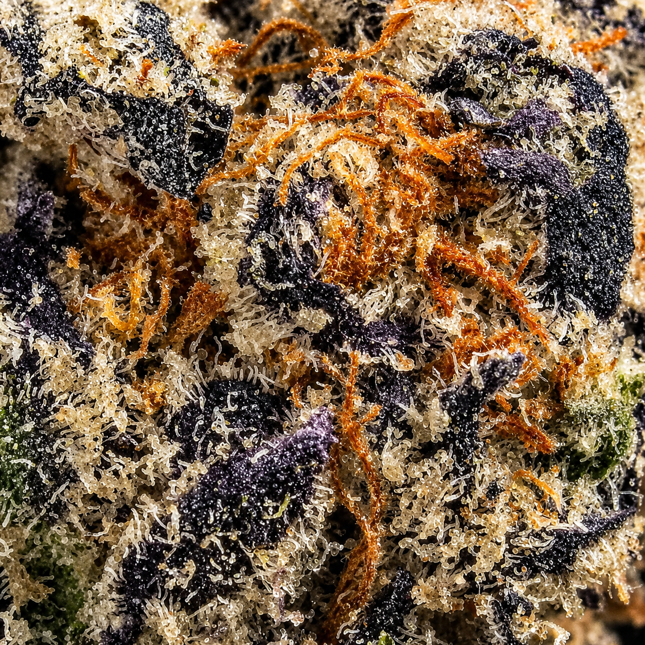 PURE BOTANICA Makroaufnahme einer Premium Cannabisblüte | Trichomreiche Cannabisblüten in höchster Qualität Extrem detaillierte Makroaufnahme einer PURE BOTANICA Premium-Cannabisblüte mit dichter Trichombeschichtung, tiefvioletten Blättern und leuchtend orangefarbenen Blütenstempeln. Die hochauflösende Nahaufnahme zeigt die außergewöhnliche Harzproduktion, reichhaltige Terpene und erstklassige Qualität der sorgfältig kultivierten Cannabisblüte.