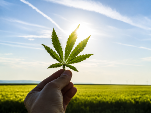 Marihuana online kaufen? Entdecke Achtel und Unzen!! Cannabis leaf held by hand against a sunny outdoor field and natural landscape.