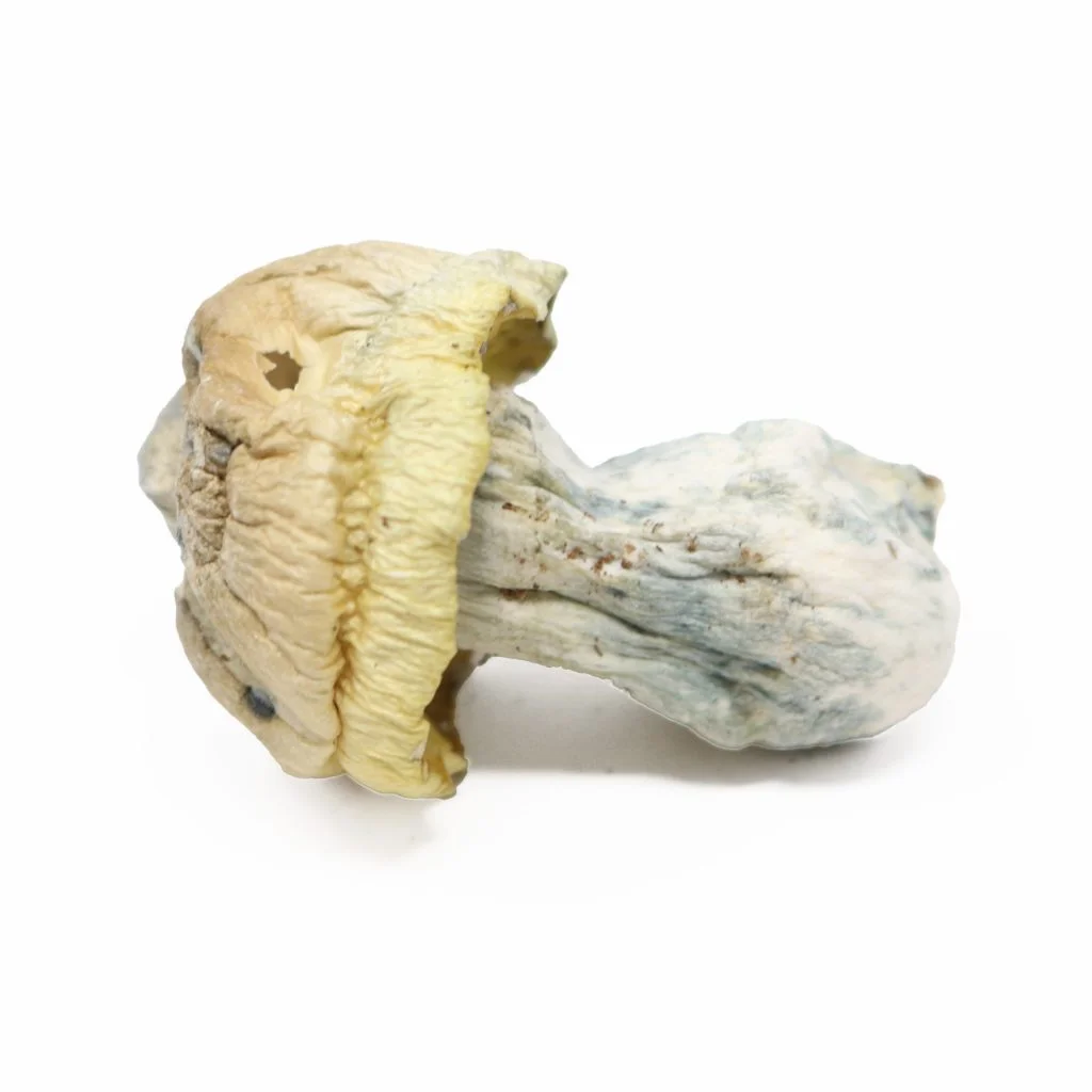 Iceberg Close-up of dried iceberg mushroom with a pale stem and textured cap on a white background.