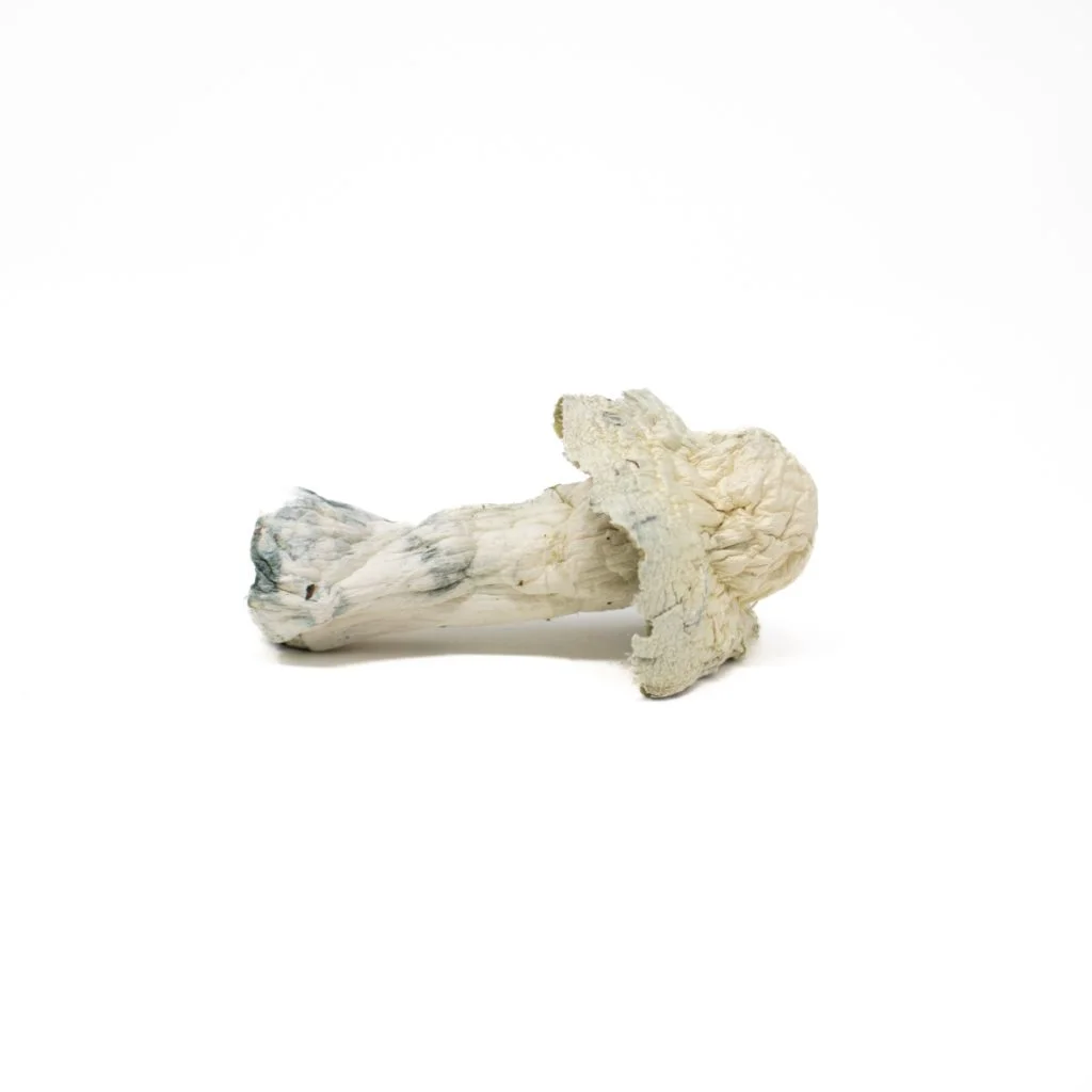 Albino Penis Envy Shrooms Nahaufnahme einer hellweißen Cannabisblüte mit einer strukturierten, harzigen Oberfläche vor weißem Hintergrund.