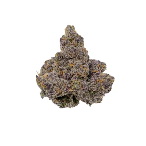 Dichte violett-grüne Cannabisblüte, bedeckt mit frostig-weißen Trichomen und leuchtend orangen Stempelfäden, freigestellt auf weißem Hintergrund.