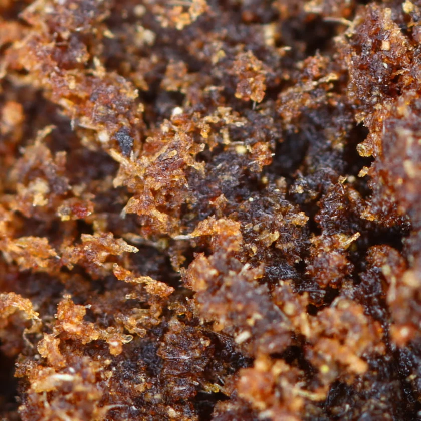 Premium CBD-Haschriegel – Handwerklich hergestelltes Hanfhasch von Pure Botanica Zwei übereinanderliegende Premium-CBD-Haschriegel mit dichter Außenschicht und weichem, krümeligem Inneren. Hochwertiges Hanfhasch aus CBD-reichem Nutzhanf mit intensivem Aroma, feiner Textur und traditioneller Herstellung für ein authentisches Hanferlebnis.