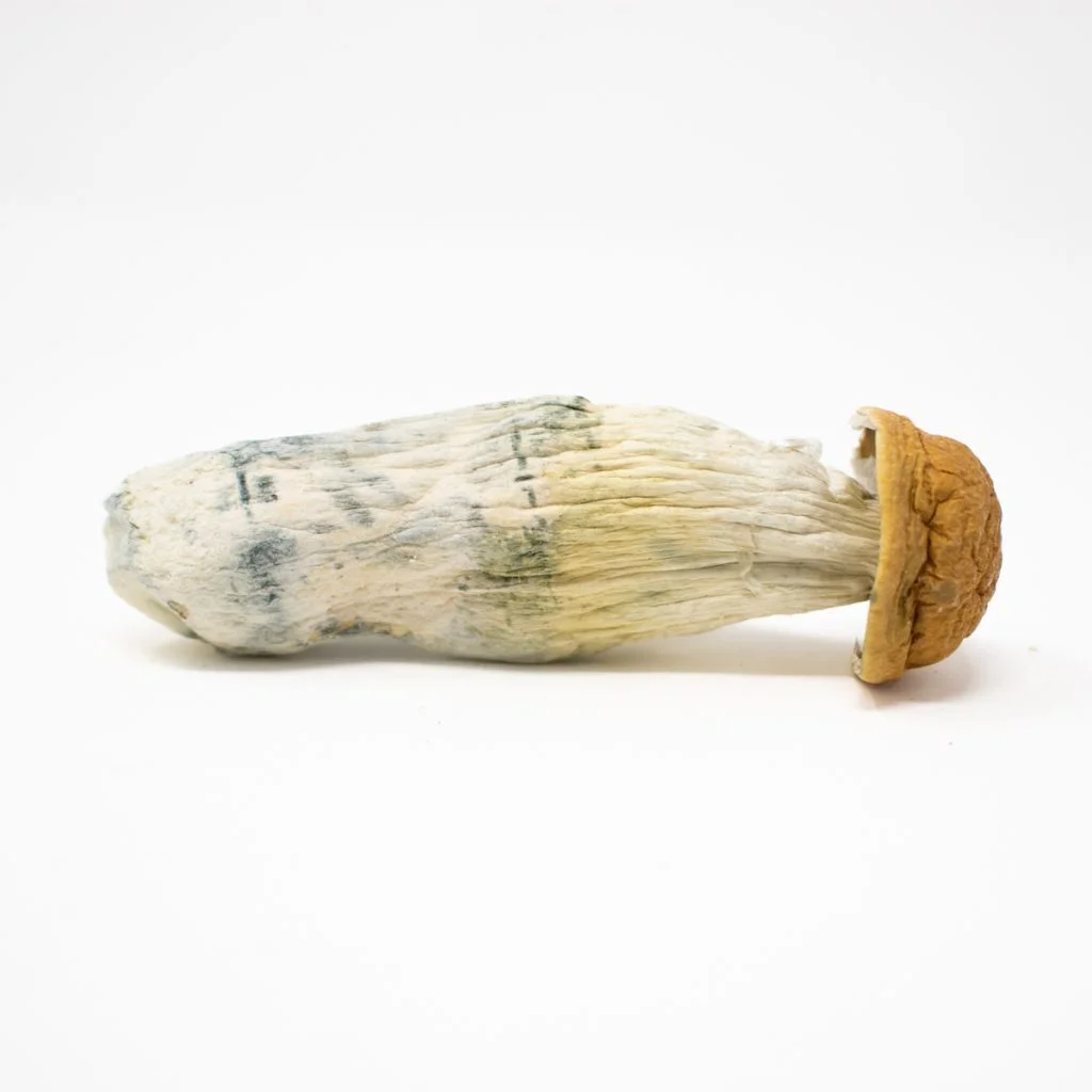 Penis Envy Pilze Close-up of dried penis envy mushroom with a pale stem and textured cap on a white background.