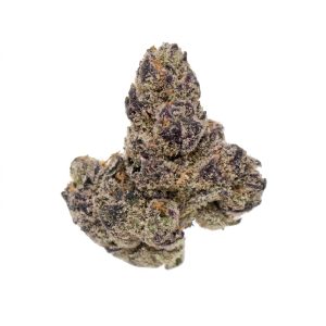 STARTSEITE Nahaufnahme einer dichten Blueberry Gushers Cannabisblüte mit tiefen Violetttönen, feurigen orangefarbenen Stempeln und frostigen Trichomen auf reinweißem Hintergrund.