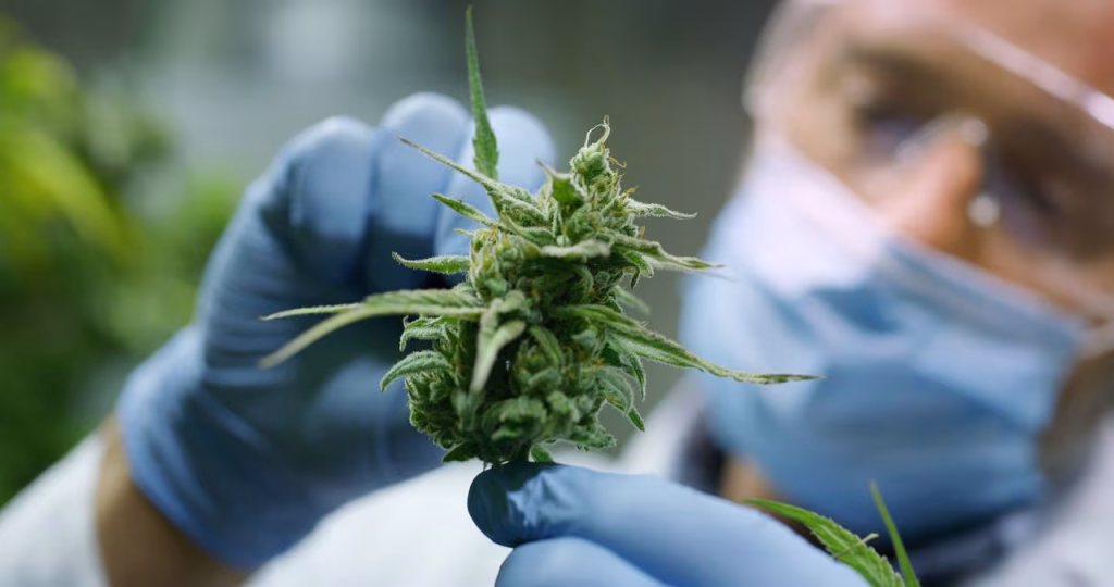 Scientist wearing gloves and mask inspecting a cannabis bud with tweezers for quality control before sale