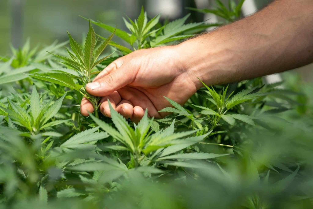 Nahaufnahme einer gesunden Cannabispflanze, die von Hand kontrolliert wird – Symbol für Cannabis-Anbau, natürliche Pflanzenpflege und organische Anbaumethoden.